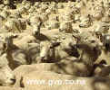 NZ-Sheep.jpg (86Kb)
