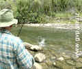 NZ-Trout Fishing.jpg (88Kb)